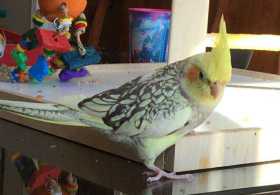 Lost Cockatiel