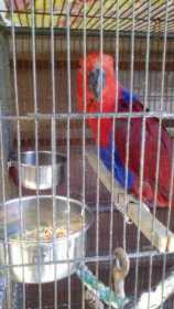 Lost Eclectus