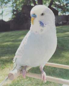 Lost Budgerigar