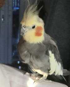 Lost Cockatiel