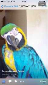Lost Macaw