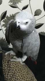 Lost African Grey