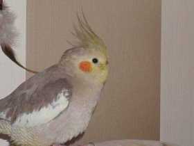 Lost Cockatiel