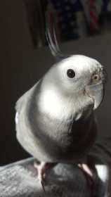 Lost Cockatiel