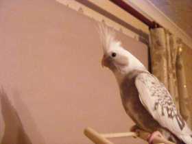 Lost Cockatiel