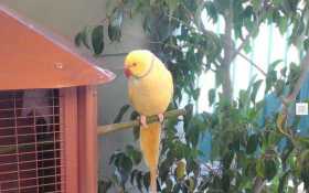 Lost Indian Ringneck Parakeet