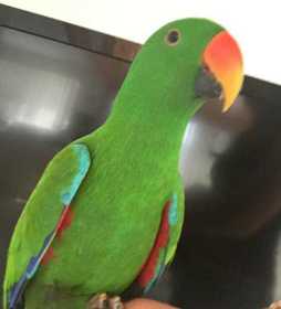 Lost Eclectus