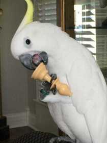 Lost Cockatoo