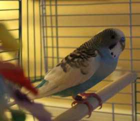 Lost Parakeet