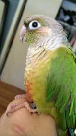 Lost Conure