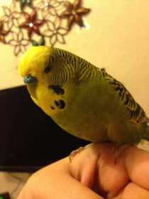 Lost Budgerigar