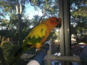 Lost Conure