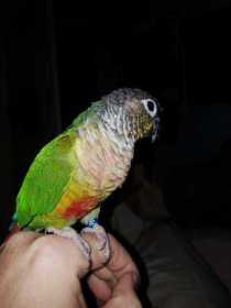 Lost Conure