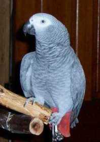 Lost African Grey