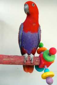 Lost Eclectus