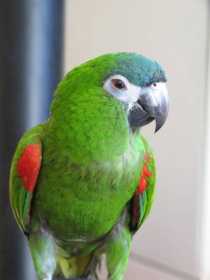 Lost Macaw