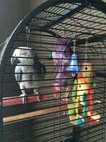 Lost African Grey