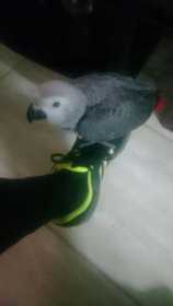 Lost African Grey