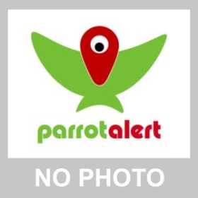 Lost African Ringneck Parakeet