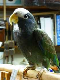 Lost Pionus