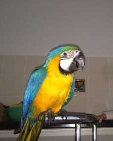 Lost Macaw