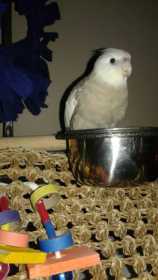 Lost Cockatiel