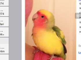 Lost Lovebird