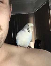 Lost Budgerigar