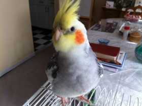 Lost Cockatiel