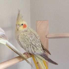 Lost Cockatiel