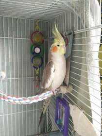 Lost Cockatiel