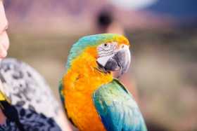 Lost Macaw