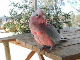 Lost Galah Cockatoo