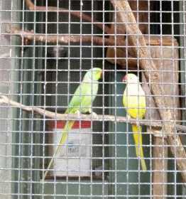 Lost Indian Ringneck Parakeet