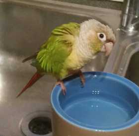 Lost Conure