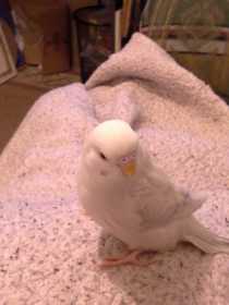 Lost Budgerigar