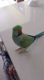 Lost Indian Ringneck Parakeet