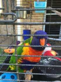 Lost Lory / Lorikeet