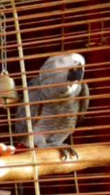 Lost African Grey