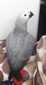 Lost African Grey