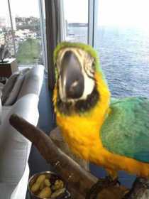 Lost Macaw