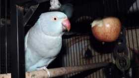 Lost African Ringneck Parakeet