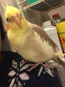 Lost Cockatiel