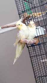 Lost Cockatiel
