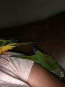 Lost Conure