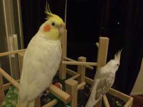 Lost Cockatiel