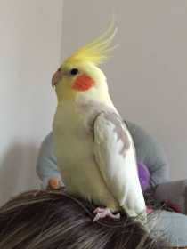 Lost Cockatiel