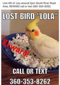 Lost Cockatiel