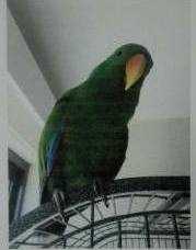 Lost Eclectus