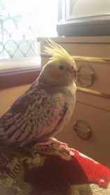 Lost Cockatiel